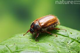 Attēlu rezultāti vaicājumam “Amphimallon solstitiale”