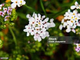 Image result for Iberis umbellata