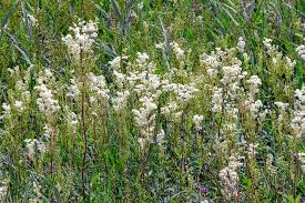 Attēlu rezultāti vaicājumam “Filipendula ulmaria”