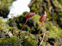 Attēlu rezultāti vaicājumam “Calliergon trifarium”