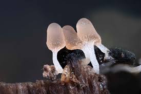 Attēlu rezultāti vaicājumam “Arcyria minuta stalked”