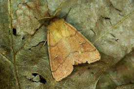 Attēlu rezultāti vaicājumam “Mythimna turca”