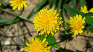 Attēlu rezultāti vaicājumam “Crepis tectorum flower”