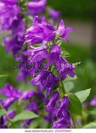Attēlu rezultāti vaicājumam “Campanula latifolia”