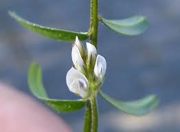Attēlu rezultāti vaicājumam “Vicia hirsuta flower”