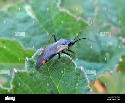 Attēlu rezultāti vaicājumam “Adelphocoris quadripunctatus imago”