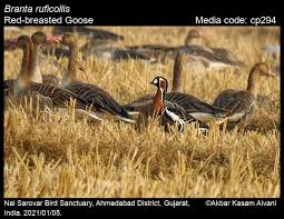 Image result for Branta ruficollis
