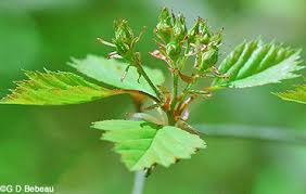 Attēlu rezultāti vaicājumam “Crataegus chrysocarpa”