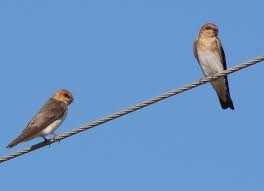Attēlu rezultāti vaicājumam “Hirundinidae”