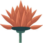 Attēlu rezultāti vaicājumam “Dicranella crispa”