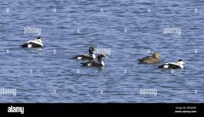 Attēlu rezultāti vaicājumam “Somateria mollissima juvenile”