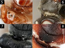 Attēlu rezultāti vaicājumam “Aulacidea hieracii”