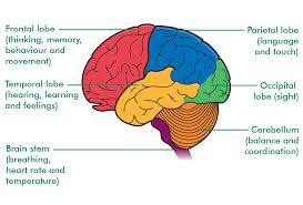 Image result for map of the brain