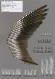 Attēlu rezultāti vaicājumam “Tringa nebularia adult”