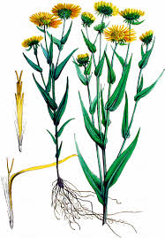 Attēlu rezultāti vaicājumam “Inula britannica”