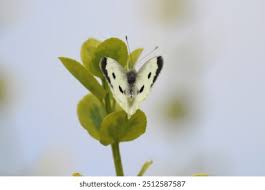 Attēlu rezultāti vaicājumam “Pieris brassicae female”