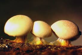 Attēlu rezultāti vaicājumam “Diderma montanum macro”