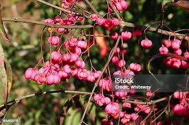 Attēlu rezultāti vaicājumam “Euonymus fruit”