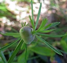 Attēlu rezultāti vaicājumam “Geocrypta galii”