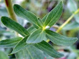 Attēlu rezultāti vaicājumam “Hypericum perforatum leaf”