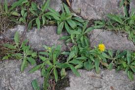Attēlu rezultāti vaicājumam “Inula britannica leaf”