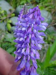 Attēlu rezultāti vaicājumam “Vicia”