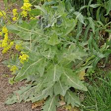 Image result for bilsenkraut