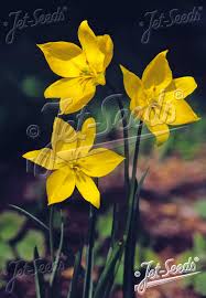 Attēlu rezultāti vaicājumam “Tulipa sylvestris”