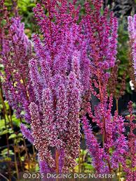 Attēlu rezultāti vaicājumam “Astilbe chinensis”