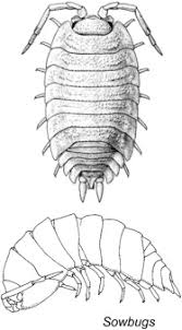 Attēlu rezultāti vaicājumam “Crustacea”