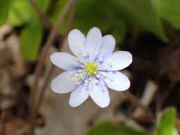 Attēlu rezultāti vaicājumam “Hepatica nobilis”