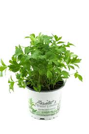 Image result for Liebstöckel