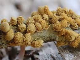 Attēlu rezultāti vaicājumam “Hemitrichia clavata spores”