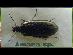 Attēlu rezultāti vaicājumam “Amara sp.”