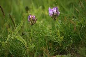Attēlu rezultāti vaicājumam “Astragalus danicus leaf”