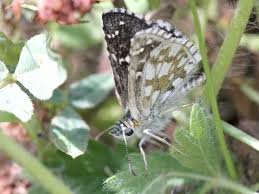 Attēlu rezultāti vaicājumam “Pyrgus serratulae underside”