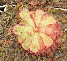 Image result for Drosera