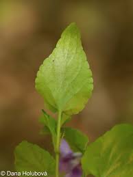 Attēlu rezultāti vaicājumam “Viola riviniana leaf”