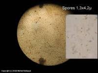 Attēlu rezultāti vaicājumam “Sidera lenis”