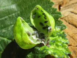 Attēlu rezultāti vaicājumam “Tetraneura ulmi”