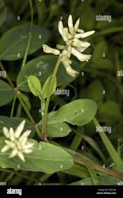 Attēlu rezultāti vaicājumam “Astragalus glycyphyllos flower”