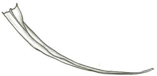 Attēlu rezultāti vaicājumam “Ditrichum flexicaule”