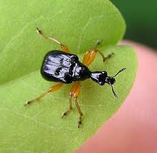 Attēlu rezultāti vaicājumam “Attelabidae”