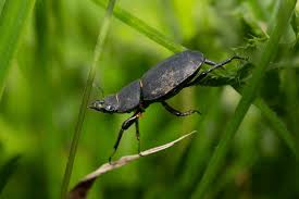 Attēlu rezultāti vaicājumam “Dorcus parallelopipedus”