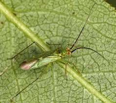 Attēlu rezultāti vaicājumam “Blepharidopterus angulatus”