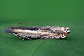 Attēlu rezultāti vaicājumam “Ancylis apicella”