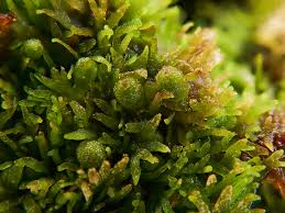 Attēlu rezultāti vaicājumam “Riccardia palmata”