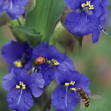 Attēlu rezultāti vaicājumam “Commelina coelestis flower”