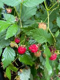 Attēlu rezultāti vaicājumam “Rubus idaeus”