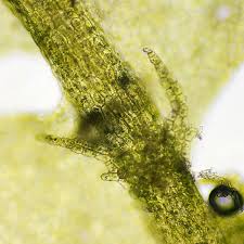 Attēlu rezultāti vaicājumam “Lophocolea minor”